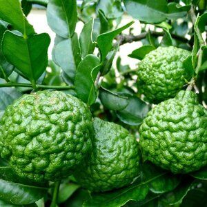 Kaffir Lime plant 3-5" tall in pot Kaffir Citrus Fruit tree - Ship all states